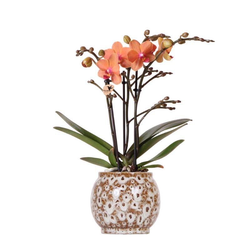 Kolibri Orchids | Oranje Phalaenopsis Orchidee - Mineral Bolzano + Safari Pot - Potmaat Ø9Cm | Bloeiende Kamerplant - Vers Van De Kweker